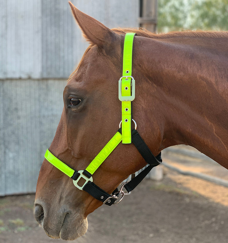 Reflective Halter Marsh Carney Saddlery