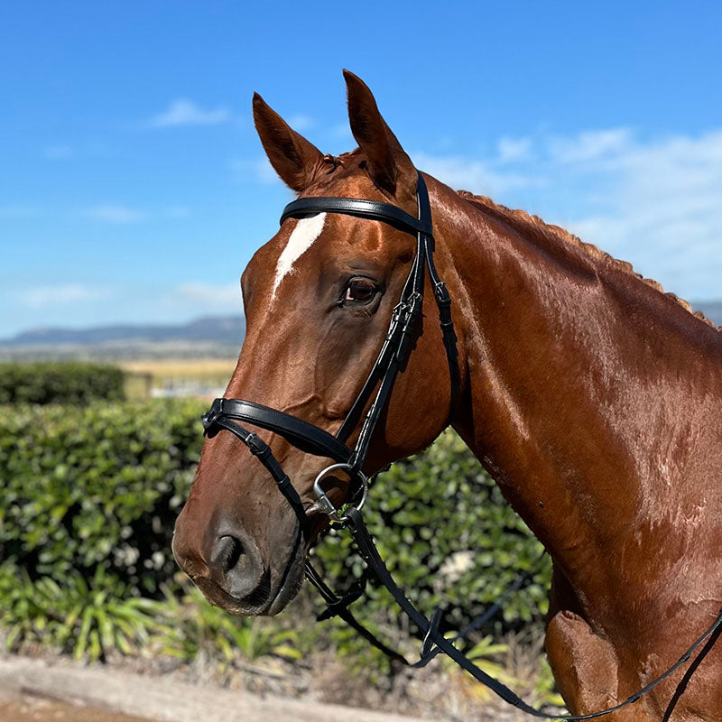 Hy Ride Hanovarian Convertible Bridle