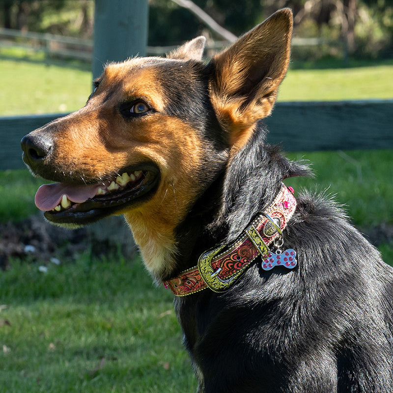 Pure Western Baxter Dog Collar