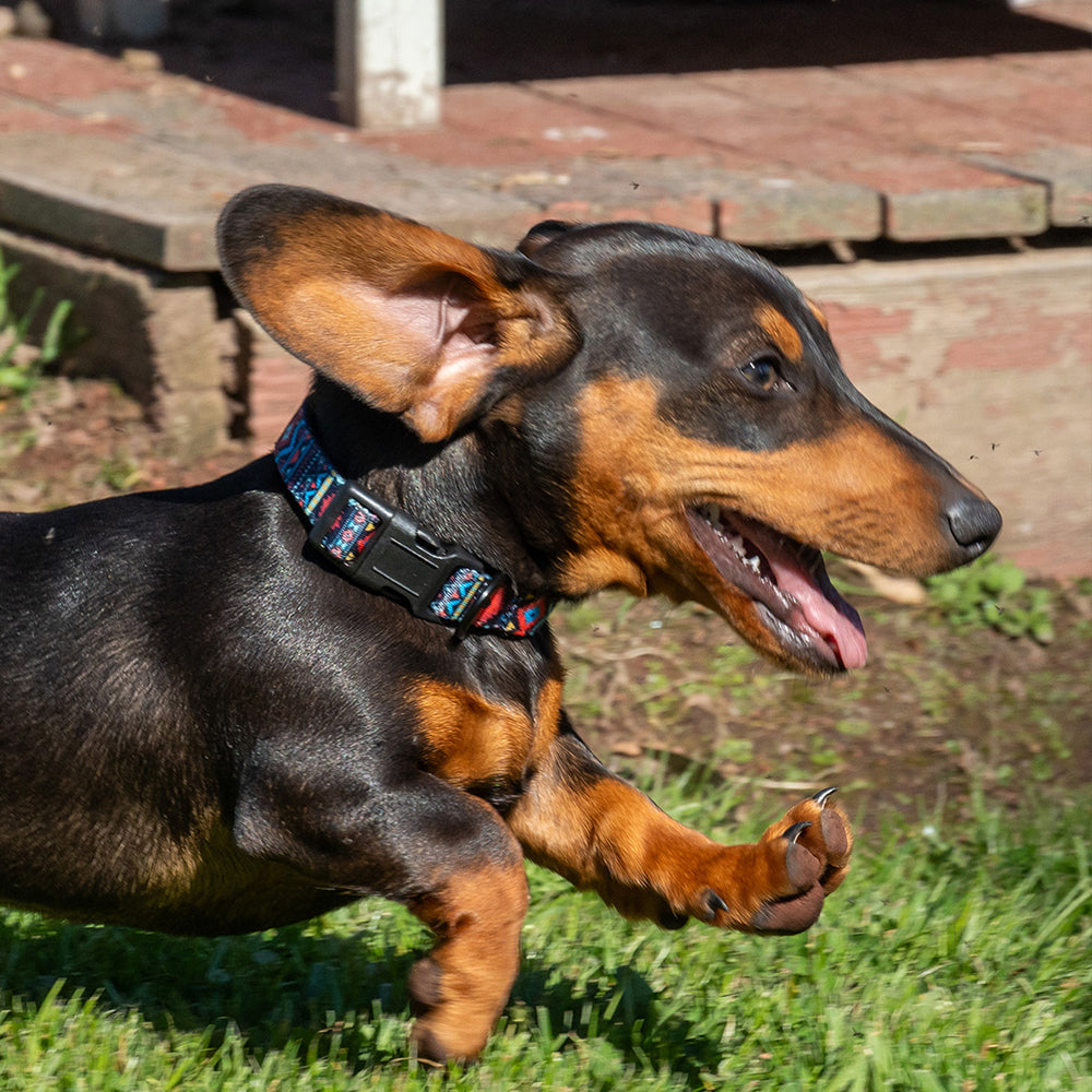 Pure Western Billie Dog Collar
