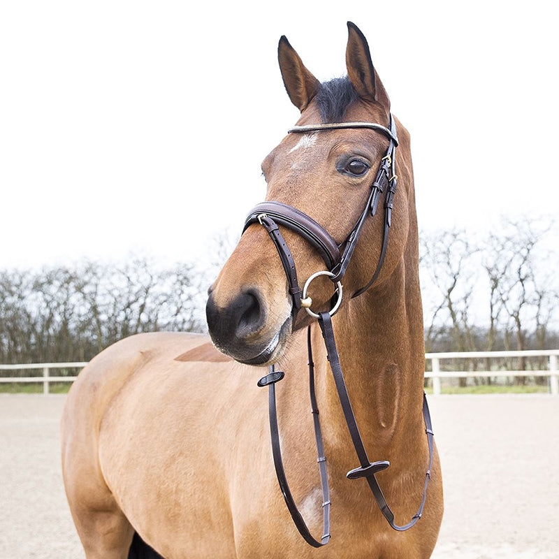 HZ Cescendo Lester Bridle