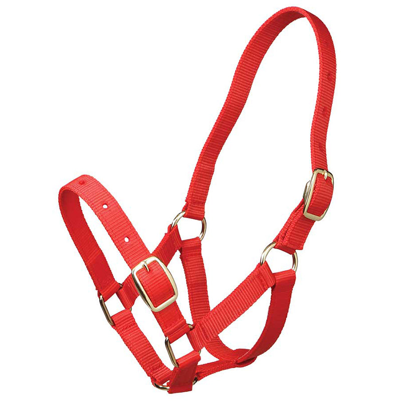 Web Halter 19mm
